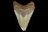 3.13" Fossil Megalodon Tooth - North Carolina - #130044-1